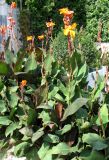 Canna indica. Цветущие растения. Австрия, Вена, Народный парк, 10.09.2012.