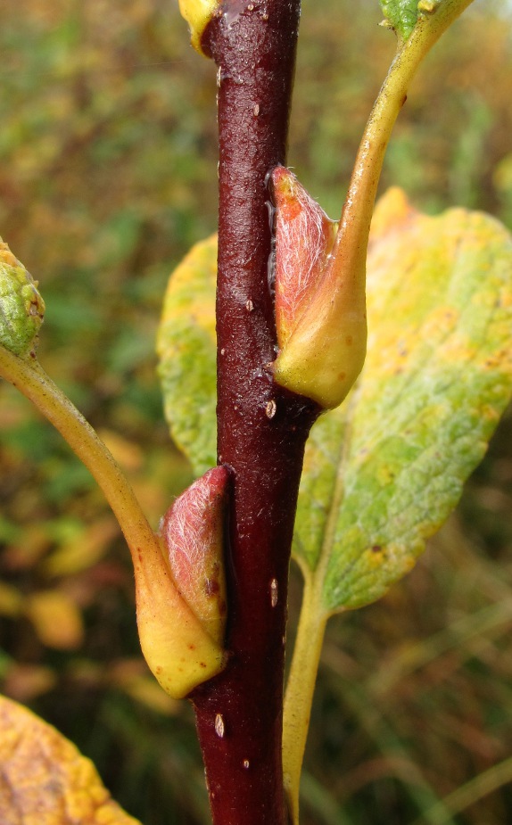 Image of Salix lapponum specimen.