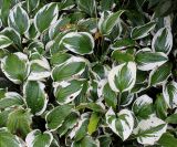 Hosta albomarginata