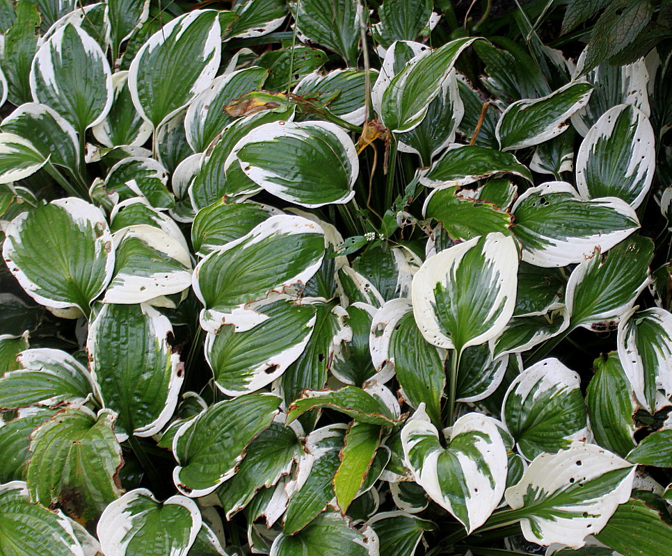 Изображение особи Hosta albomarginata.