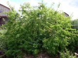 Prunus domestica ssp. italica