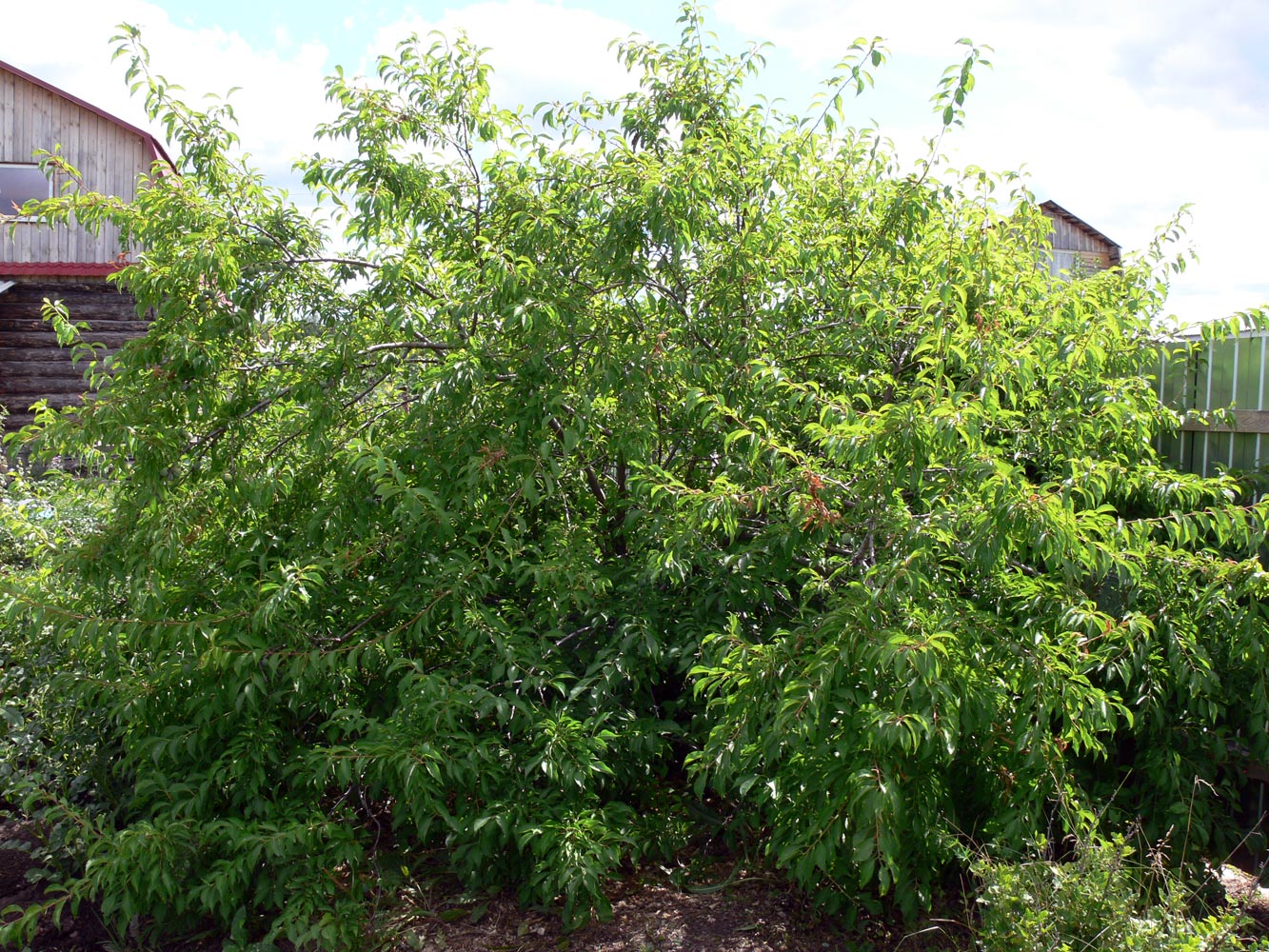 Image of Prunus domestica ssp. italica specimen.