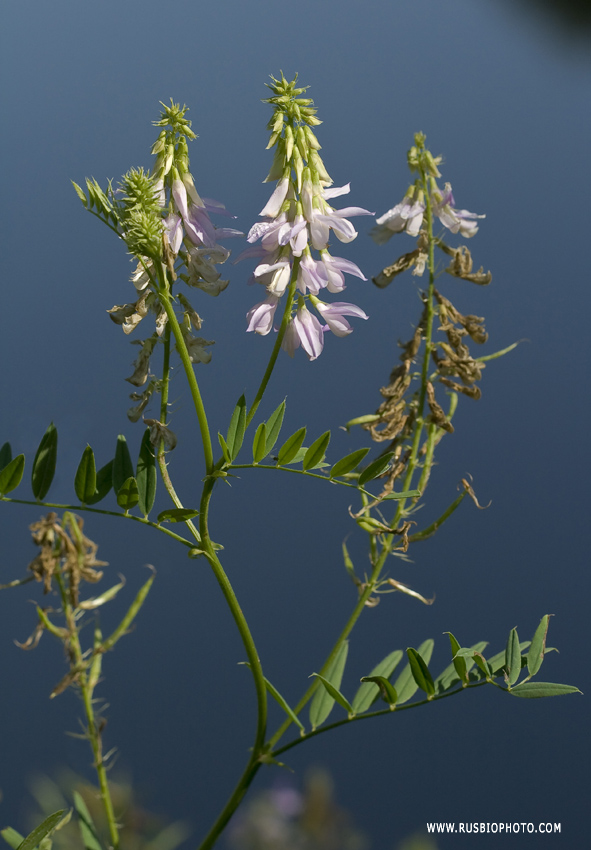 Image of Galega officinalis specimen.