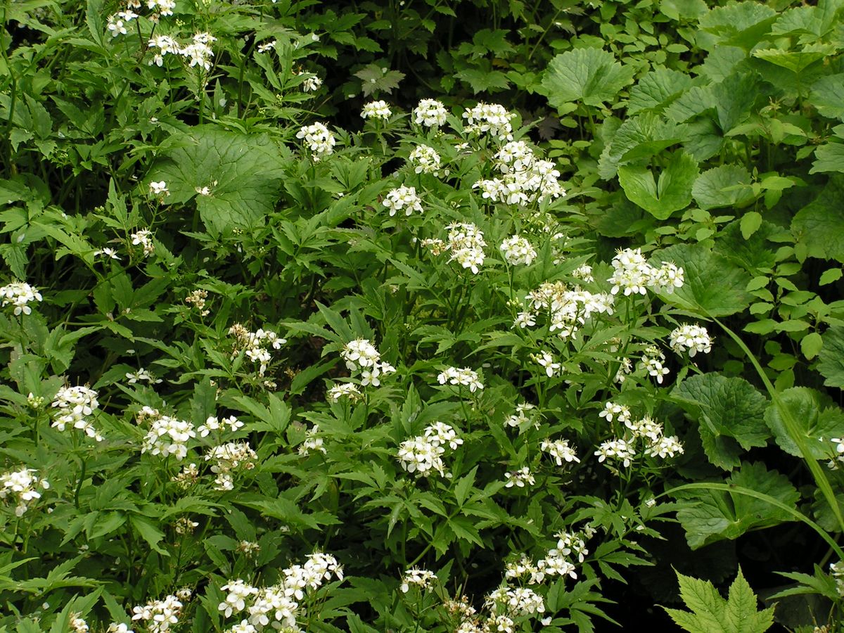 Image of Cardamine leucantha specimen.