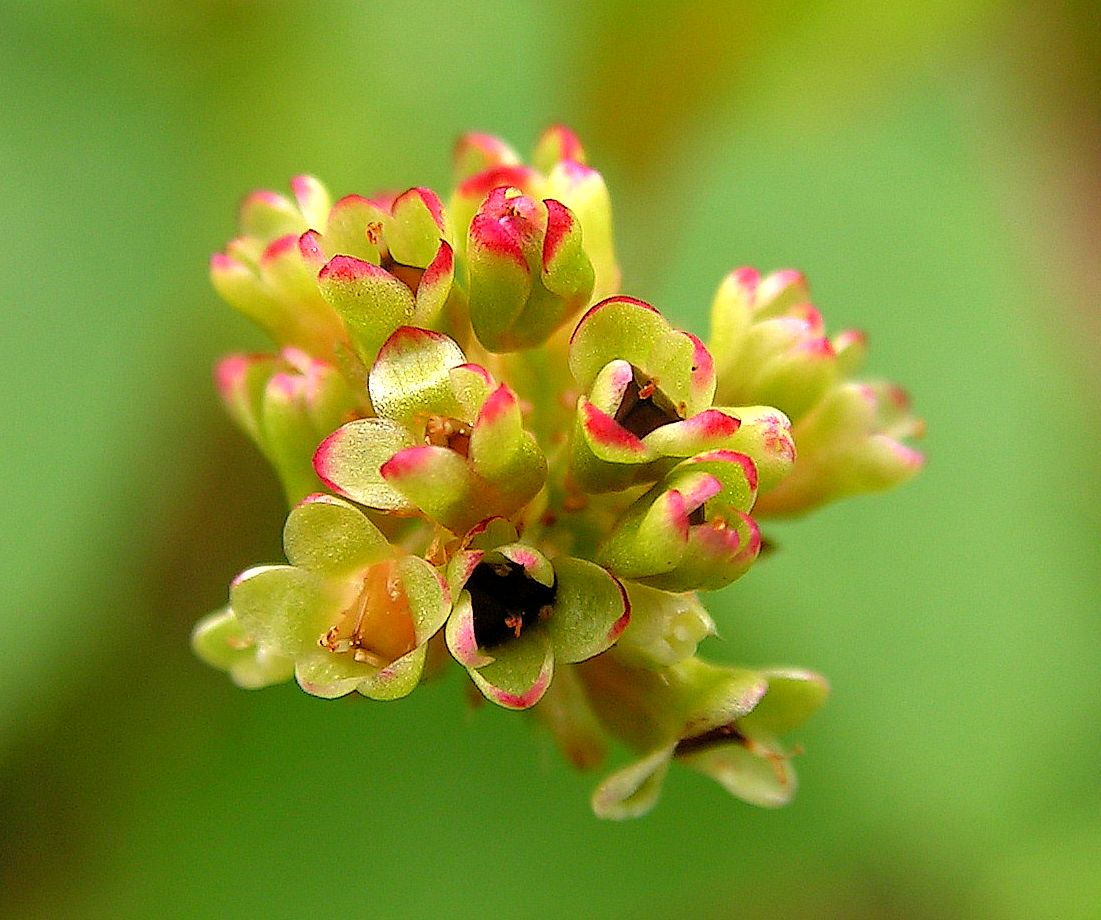 Изображение особи Truellum sagittatum.