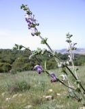 Salvia indica. Соцветие. Israel, Upper Galilee, Mount Meiron. 18.04.2008.