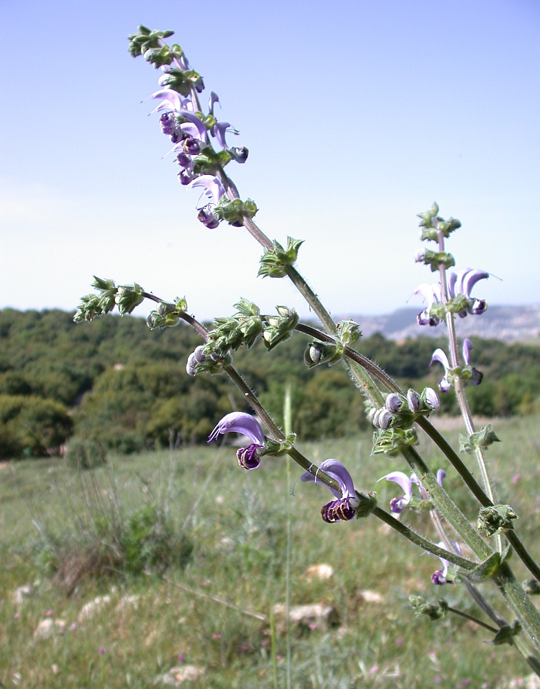 Изображение особи Salvia indica.
