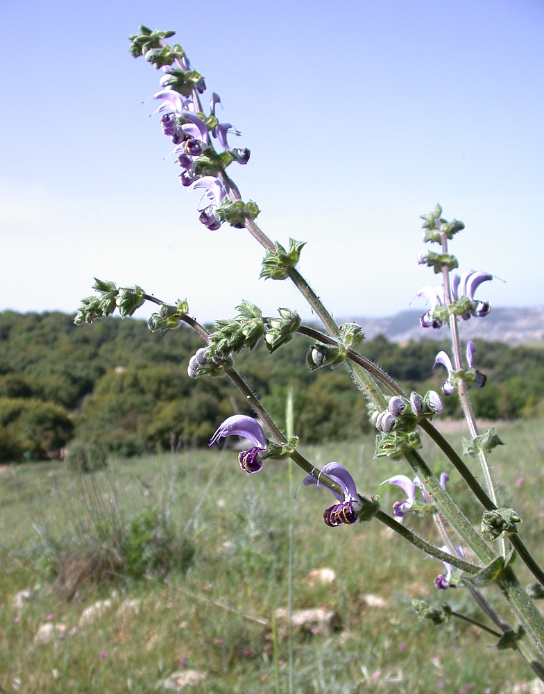 Image of Salvia indica specimen.