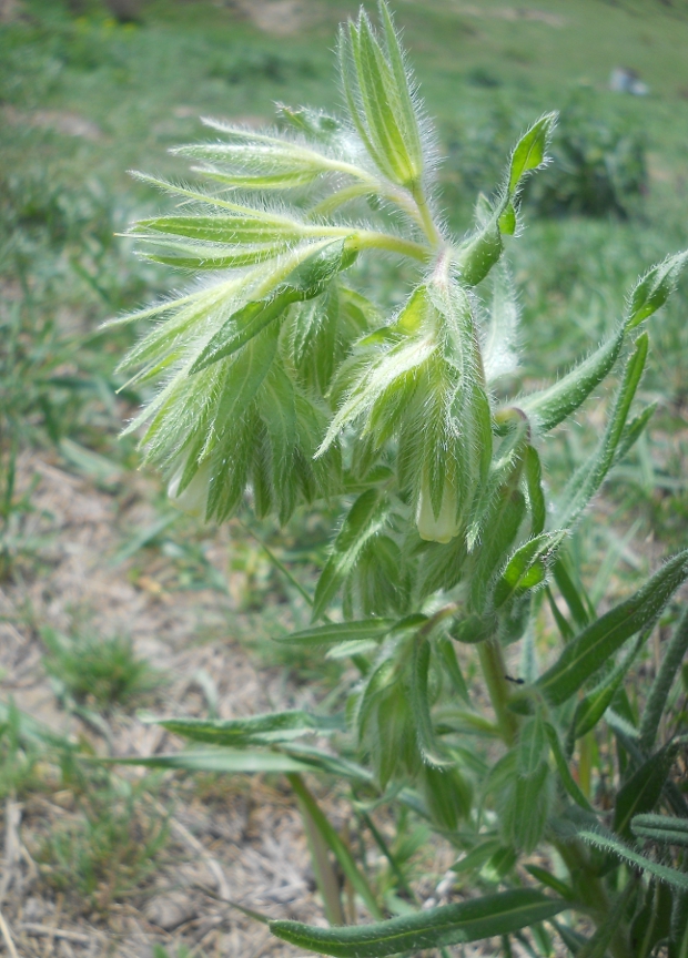 Image of Onosma gracilis specimen.
