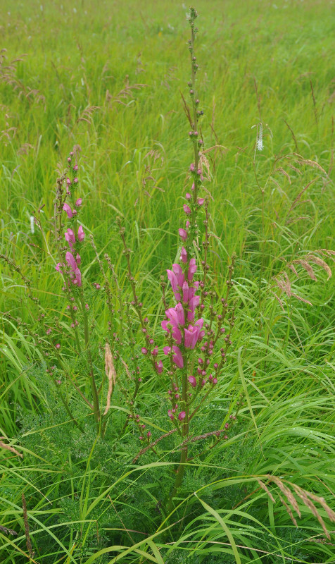 Image of Pedicularis grandiflora specimen.