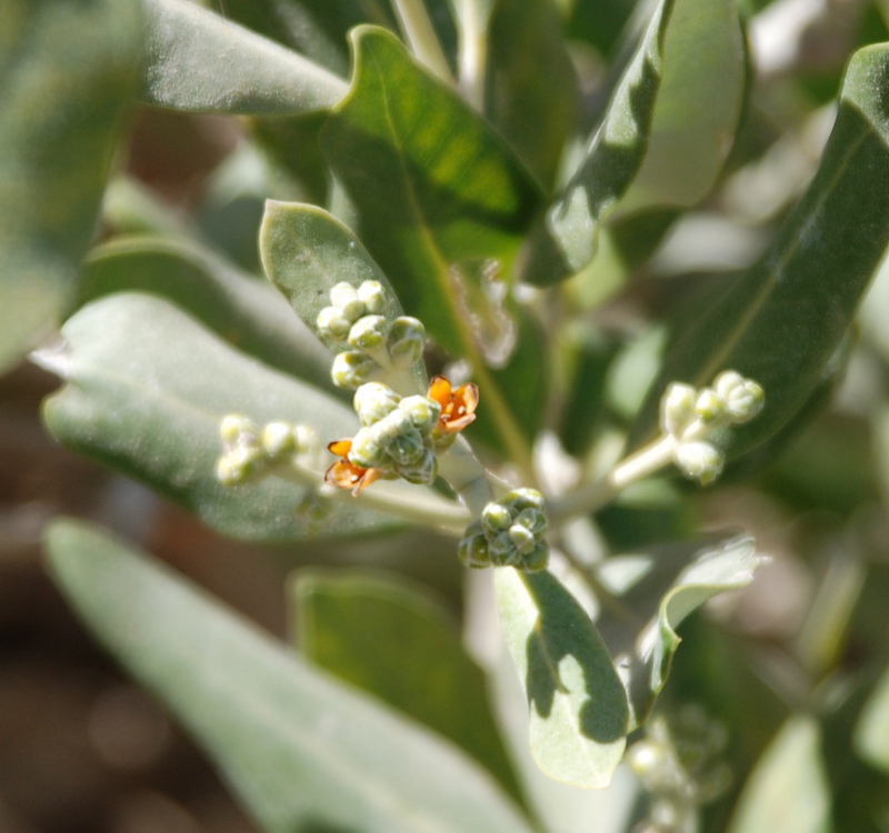 Изображение особи Avicennia marina.