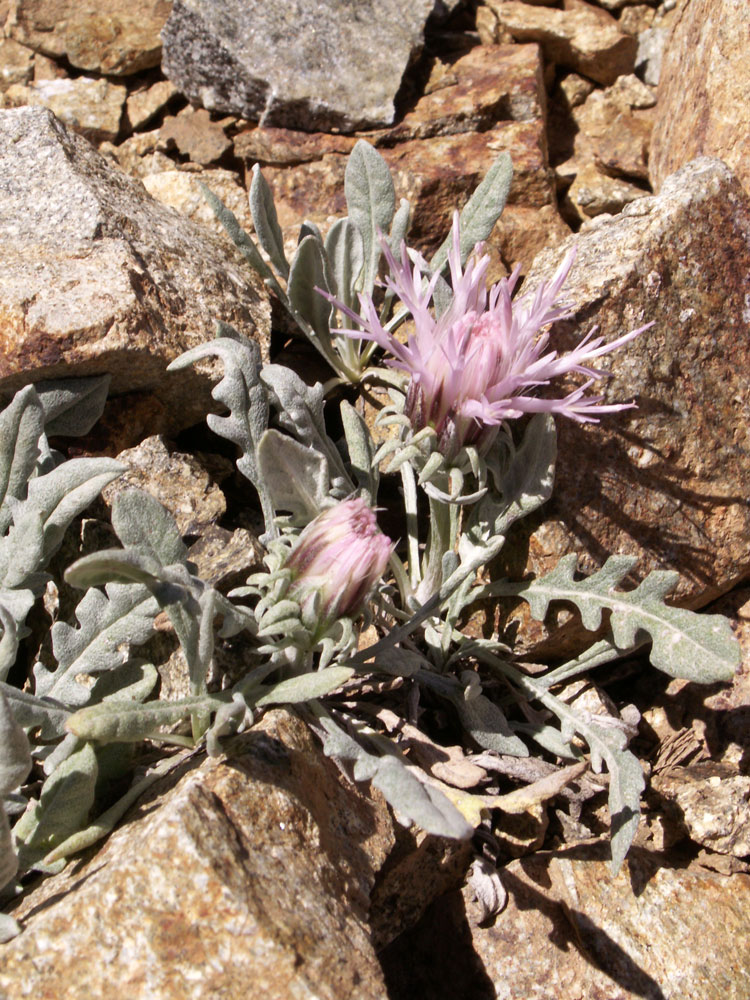 Image of Jurinea algida specimen.