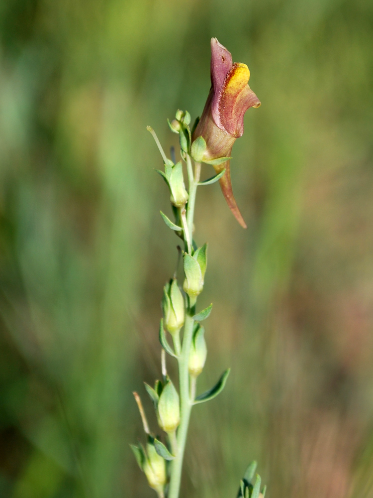 Изображение особи Linaria popovii.