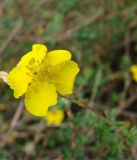 Dasiphora phyllocalyx. Цветок. Кыргызстан, Иссык-Кульская обл., Григорьевское ущелье. 08.08.2011.