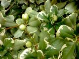 Pittosporum tobira