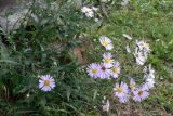 Symphyotrichum novi-belgii