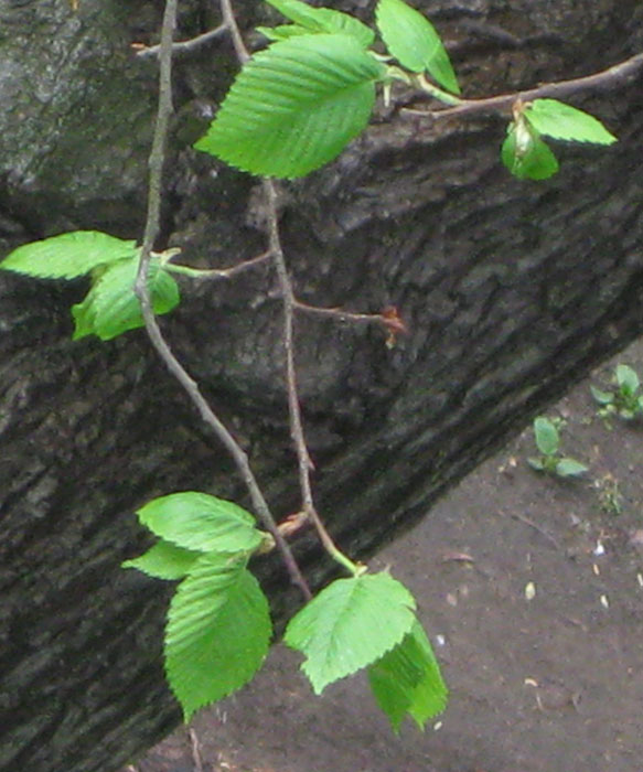 Image of Ulmus laevis specimen.