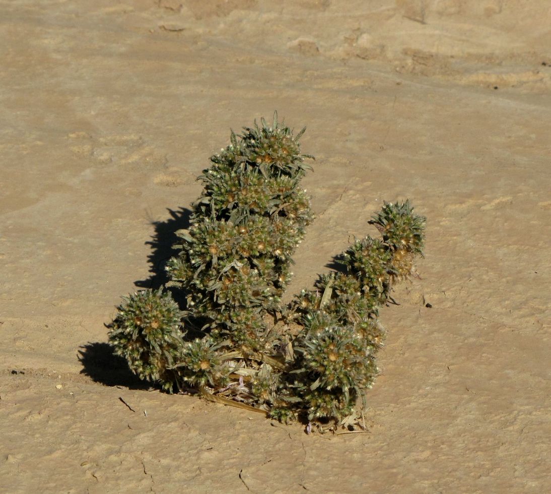 Image of Ifloga spicata ssp. albescens specimen.