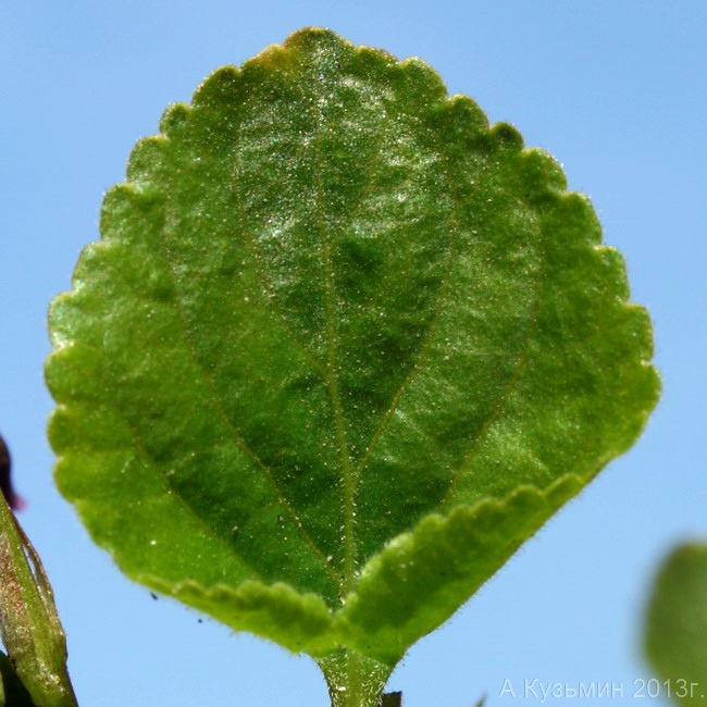 Изображение особи Viola &times; vindobonensis.