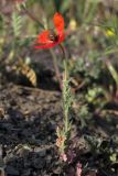 Papaver laevigatum. Цветущее растение. ЮВ Крым, Карадаг, обочина. 19 апреля 2013 г.