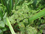 Angelica sylvestris