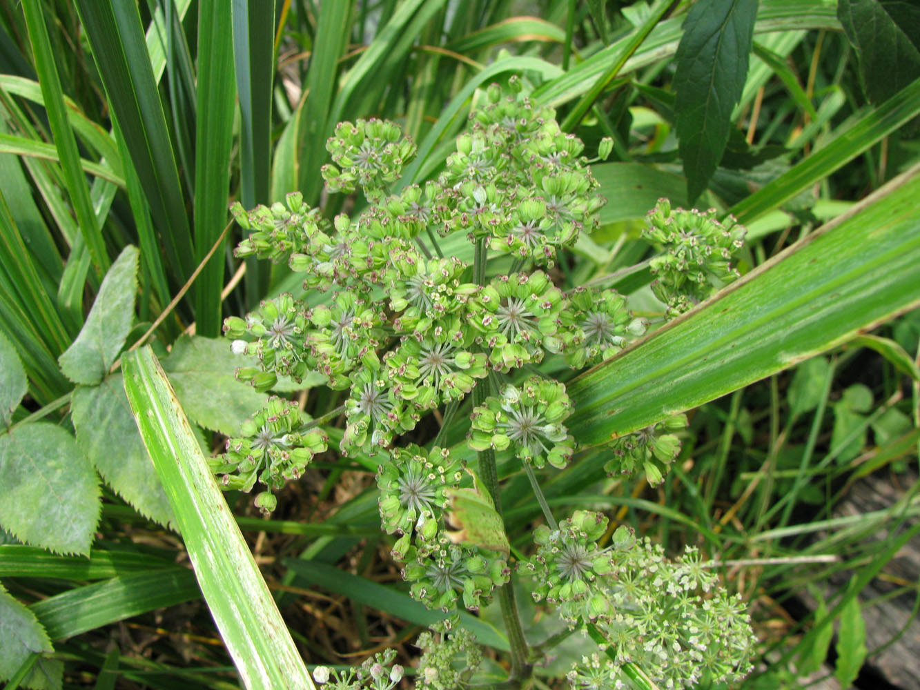 Изображение особи Angelica sylvestris.