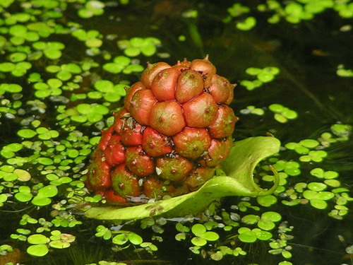 Image of Calla palustris specimen.