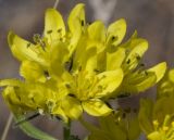 Haplophyllum