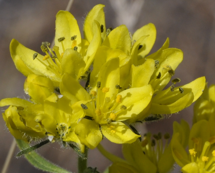 Image of genus Haplophyllum specimen.