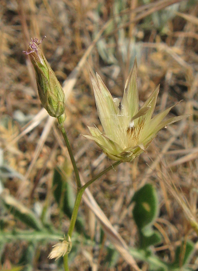 Image of Crupina vulgaris specimen.