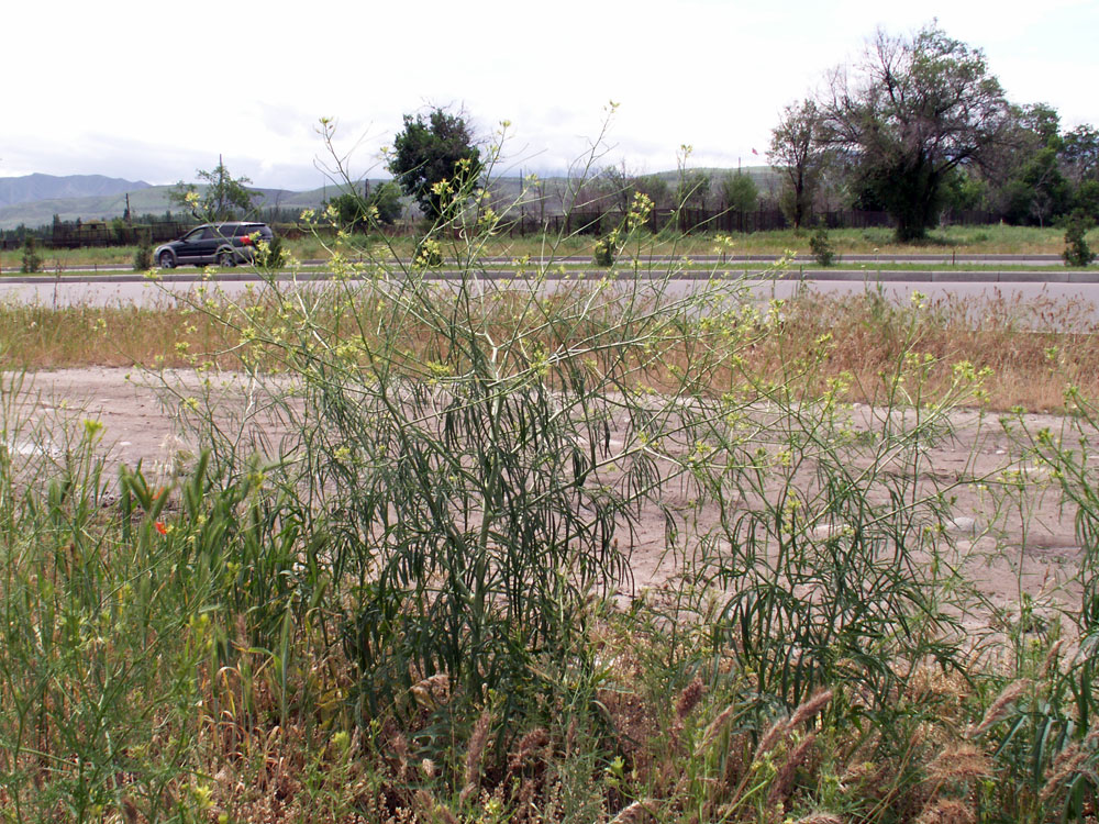 Image of Sisymbrium altissimum specimen.