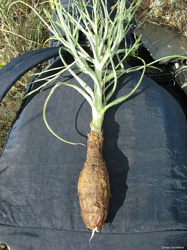 Image of Scorzonera mollis specimen.