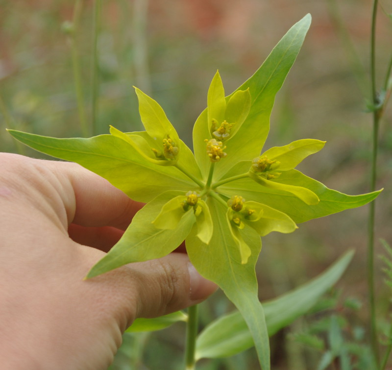 Image of Euphorbia heteradena specimen.