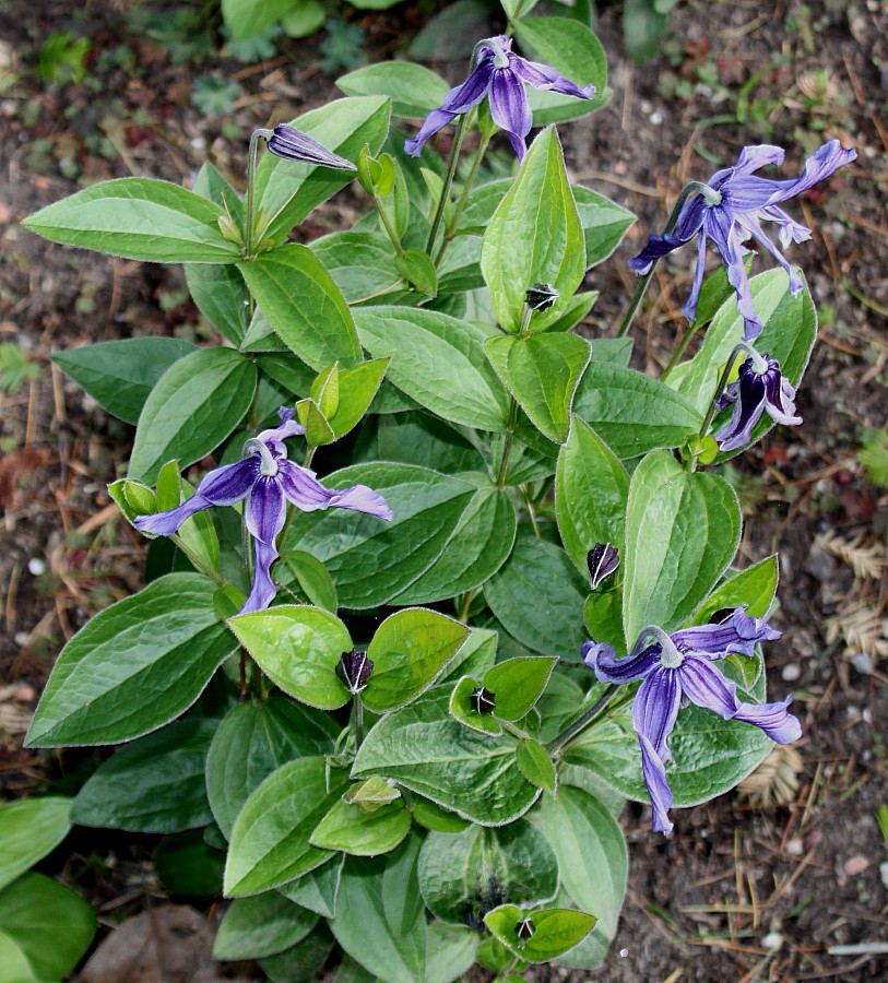 Изображение особи Clematis integrifolia.