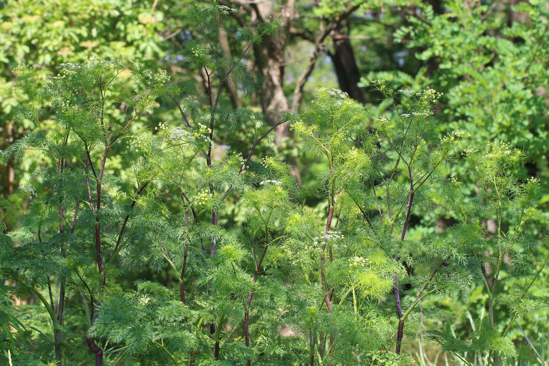 Изображение особи Chaerophyllum bulbosum.