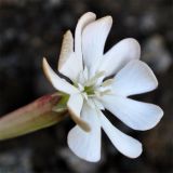 Image of taxon representative. Author is Александр Иванов