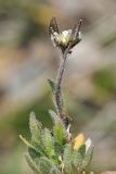 Draba altaica