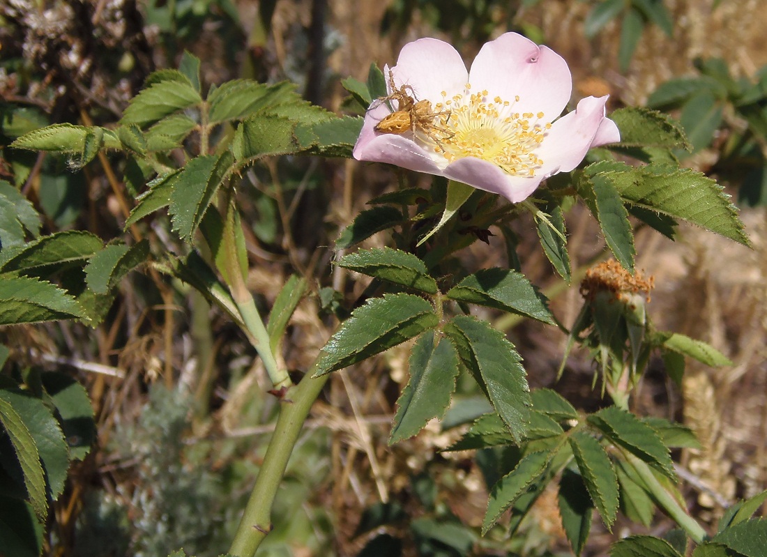 Image of genus Rosa specimen.