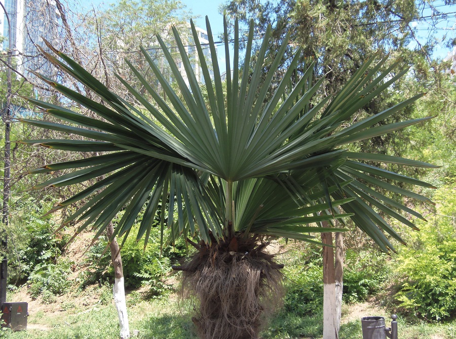 Image of Trachycarpus fortunei specimen.