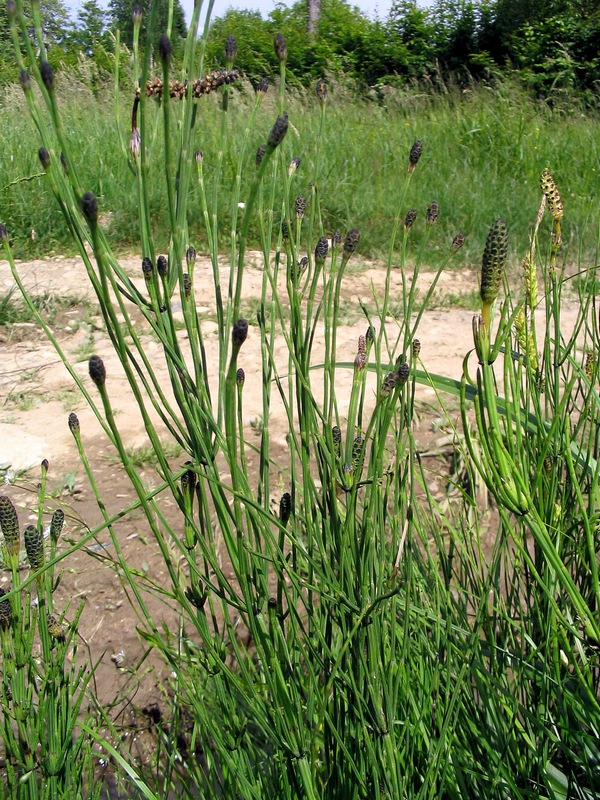 Image of Equisetum palustre specimen.