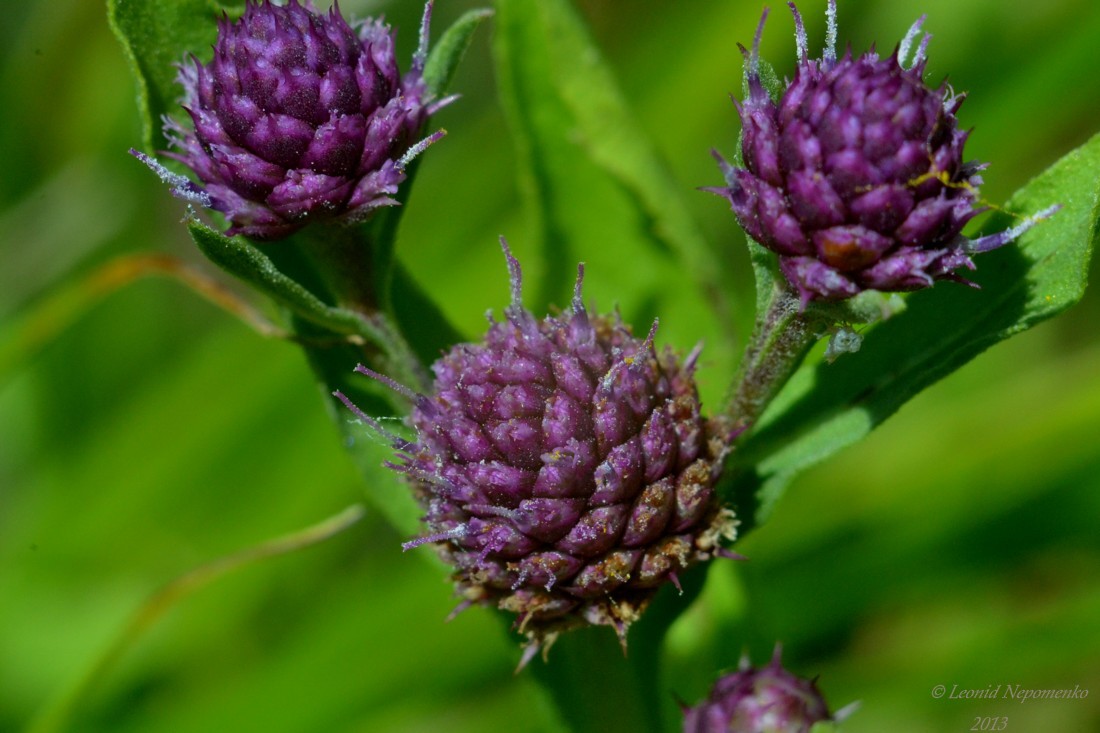 Изображение особи Sphaeranthus strobilifer.