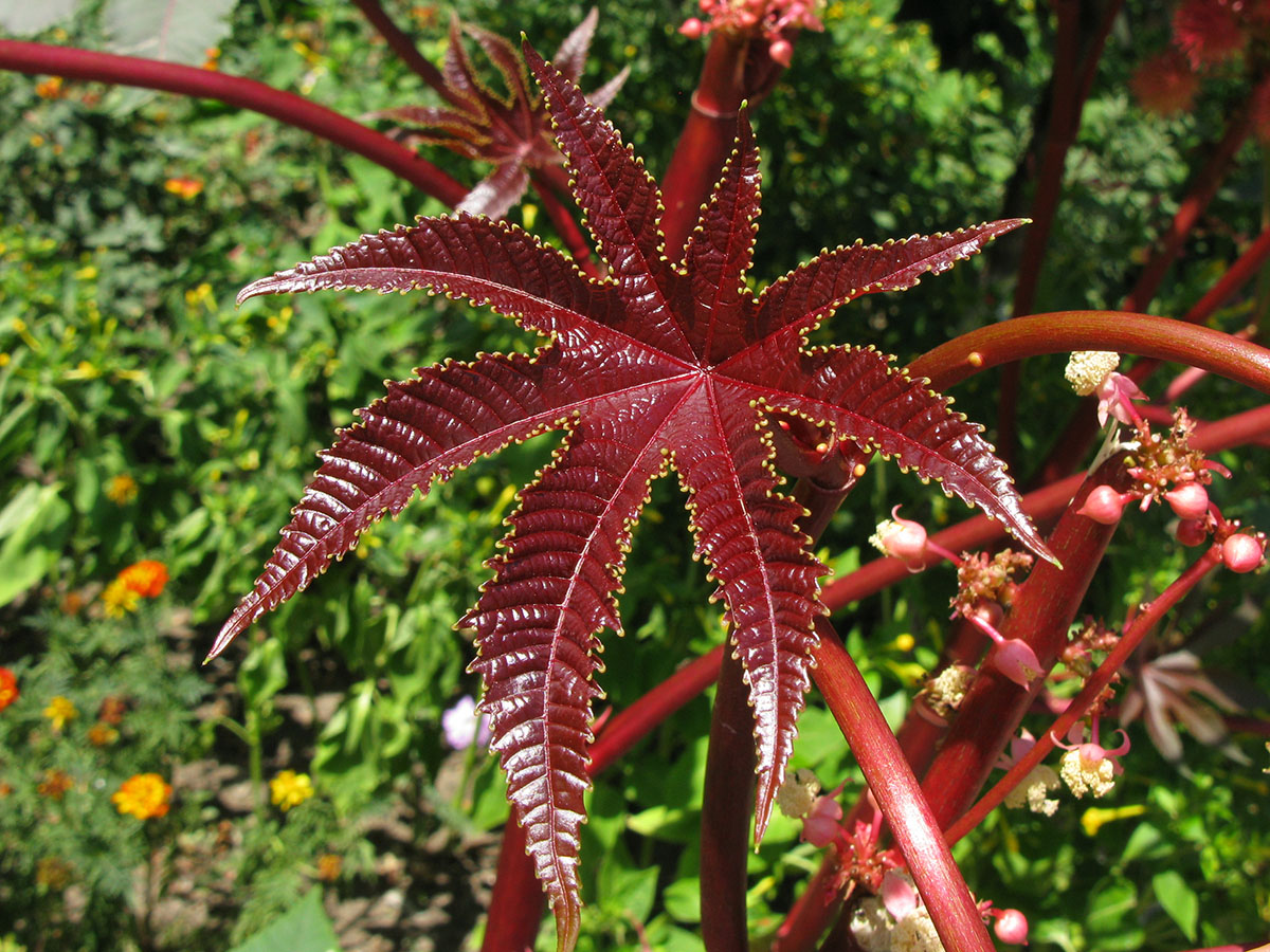 Изображение особи Ricinus communis.