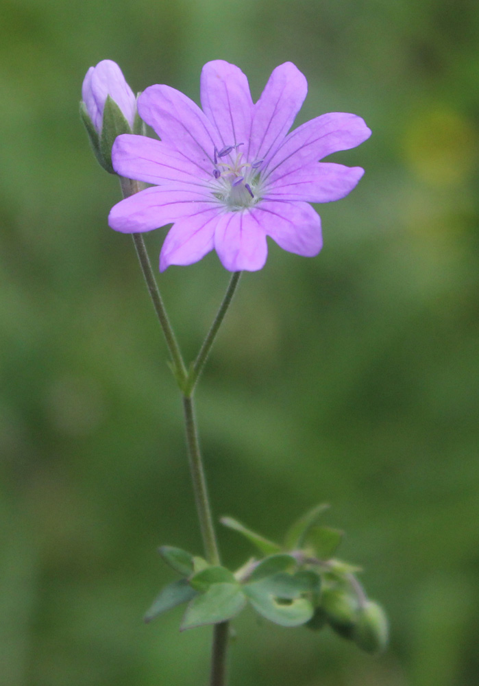 Image of Geranium pyrenaicum specimen.