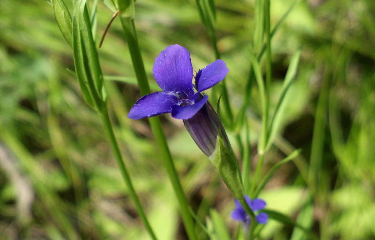 Изображение особи Gentianopsis barbata.