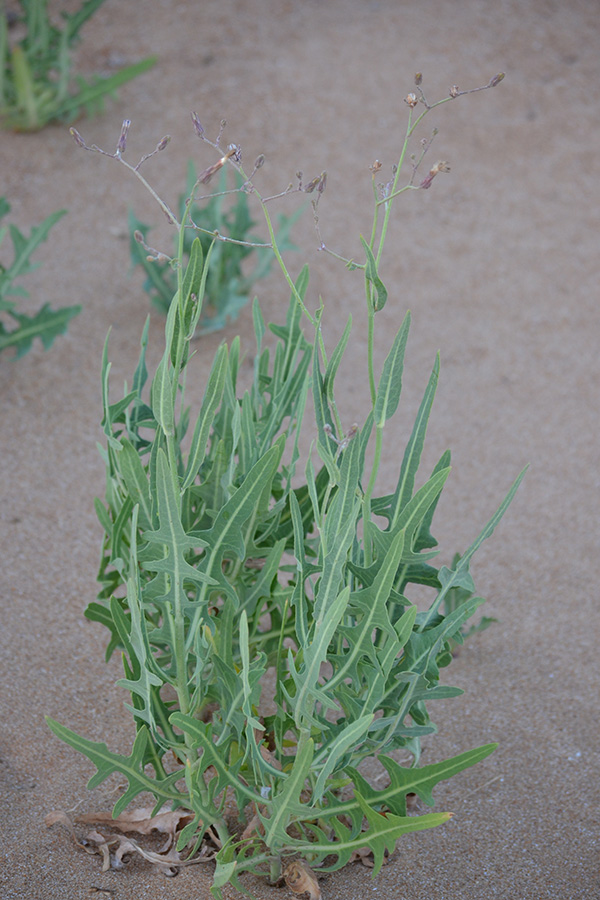 Image of Lactuca tatarica specimen.