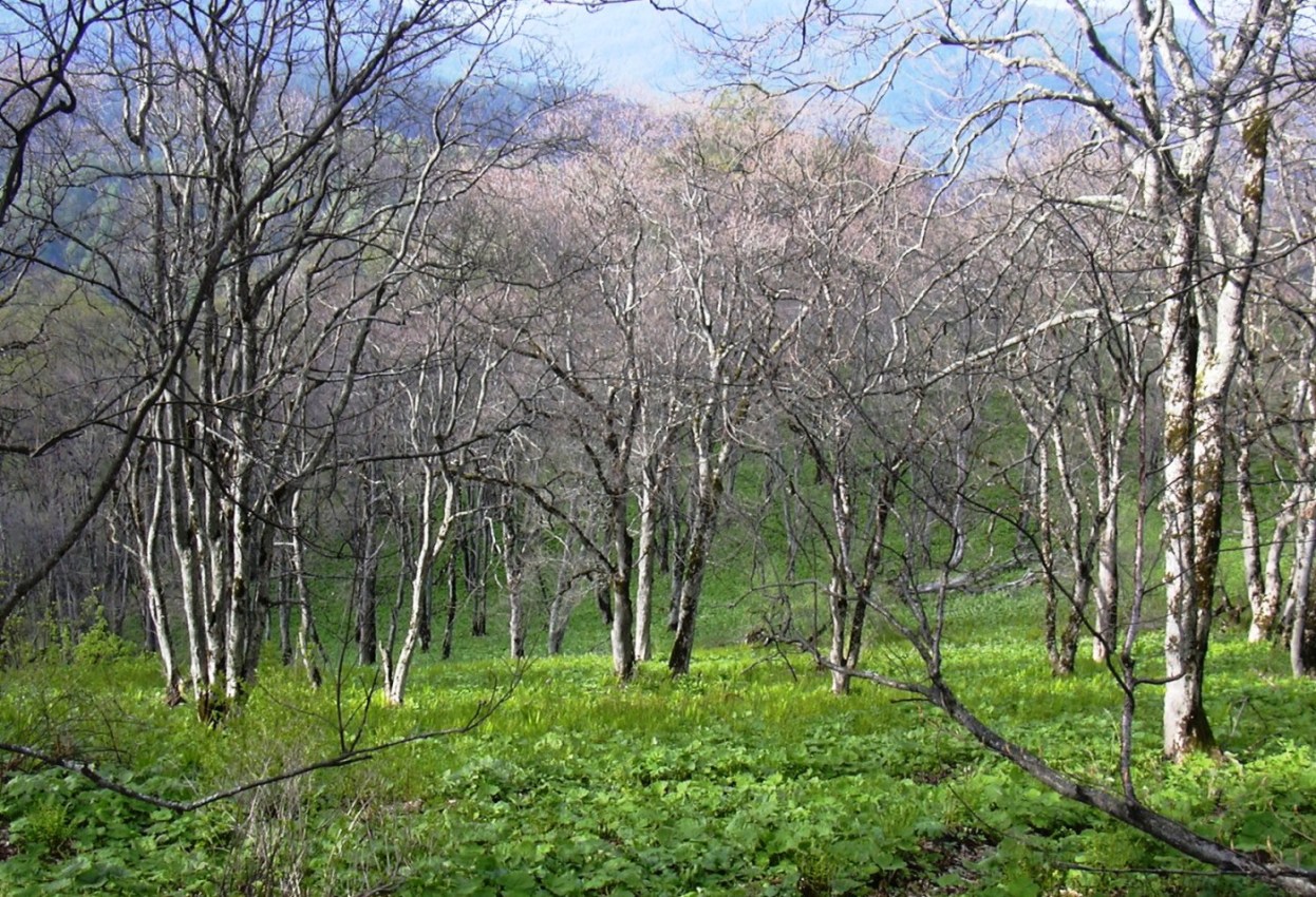 Image of Acer trautvetteri specimen.