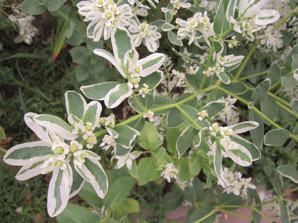 Image of Euphorbia marginata specimen.