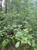 genus Salix