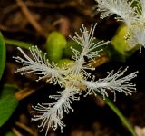 Melaleuca linariifolia