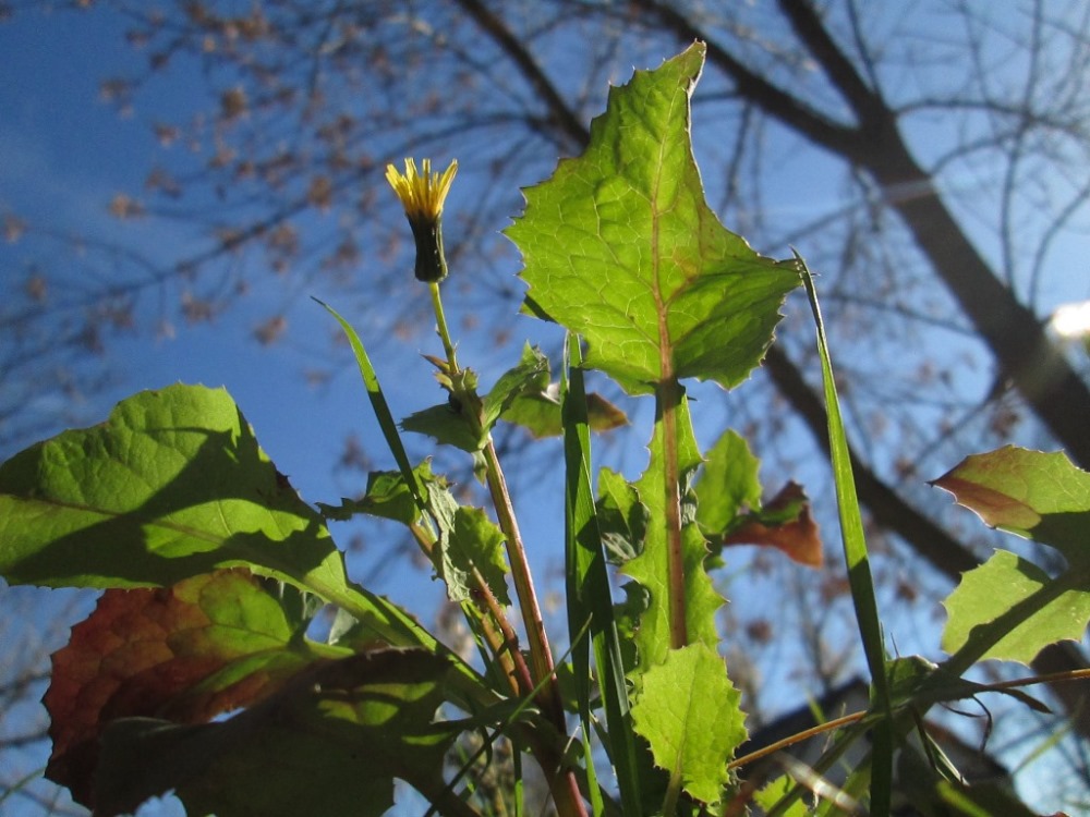 Изображение особи Sonchus arvensis.